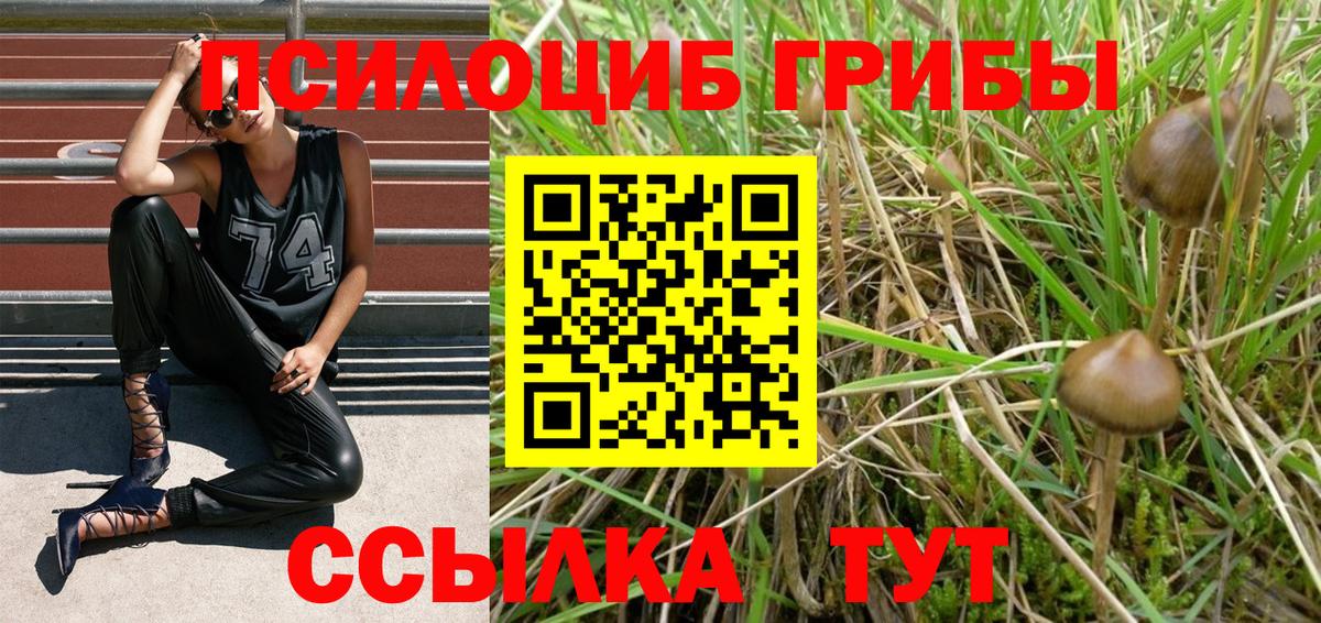 Псилоцибиновые грибы мухоморы  купить  цена  Тамбов  Вход с VPN 